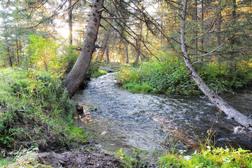 Crooked and leaning trees over a small riverbed flowing through a dense forest on an early autumn morning.