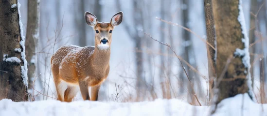 Gordijnen Wild roe deer in winter habitat © 2rogan