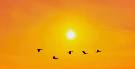 Golden Horizon, Birds in a Yellow Sunrise - 668437921