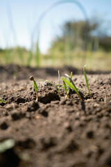 畑から出てきたホウレンソウの葉