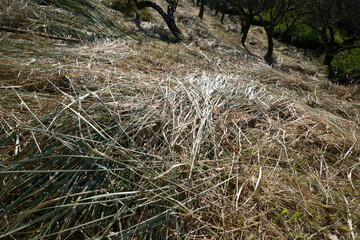 雑草を刈る山の風景