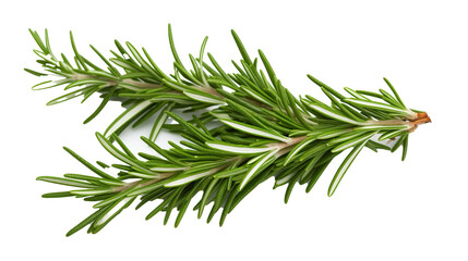 rosemary herbs isolated.cut-out png. - obrazy, fototapety, plakaty