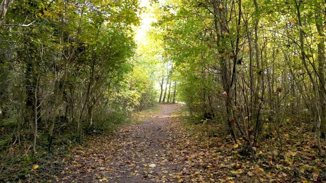 Aerial drone vibrant beauty of autumn in a European mixed forest: sun rays peeking through branches, golden leaves fluttering on trees, serene woodland ambience, view of the changing season