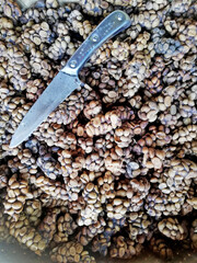 Luwak coffee beans on nature condition in close up