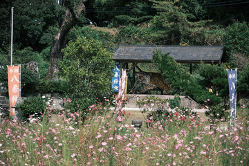 Naklejka premium コスモスと八房神社の大虎