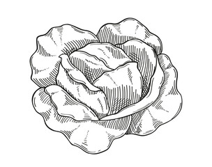 Vegetable minimalistic sketch. Cabbage hand drawn. Natural and organic product. Farming and agriculture, fall autumn season. Linear flat vector illustration isolated on white background