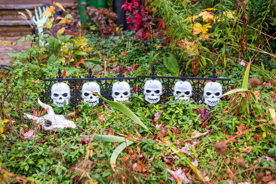 halloween: spooky decoration in shrubery of a residential front garden skull, dismembered arm and hand waiting for trick or treat room for text
