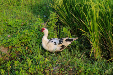 a duck is in the rice field area in the morning
