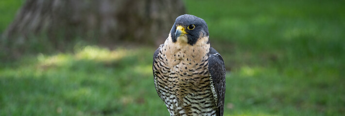 Portrait of a Peregrine Falcon Raptor Bird