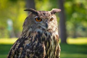 Closeup Portrait of an Eurasian Eagle-Owl