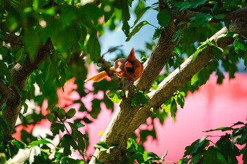 Northern Cardinal bird perched in a hibiscus bush