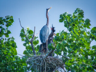 Great Blue Heron bird arrives at their nest to feed their nestling baby birds