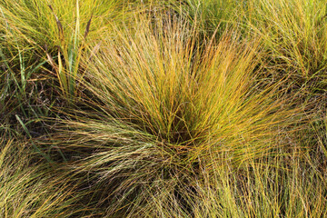 Closeup of prairie dropseed grass in autumn at Linne Woods in Morton Grove, Illinois