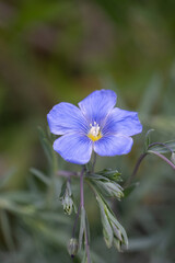 Close up of blue flax flower with soft, moody background. These flowers are grown commercially for flaxseed or linseed oil, as well as in wildflower meadows. © Zenobia Southcombe
