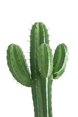 cactus isolated on white
