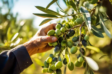 Schilderijen op glas Hand picking green olives on the branch, close up olive tree harvest © xphar