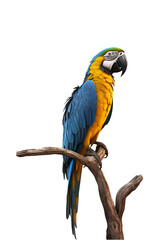 colorful blue and yellow macaw perched on a tree branch isolated on a transparent background. Generative AI