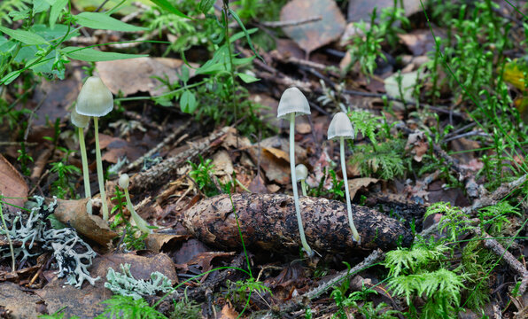 Mycena mushrooms growing on fir cone