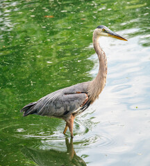 Great Blue Heron Stands in water Close-up