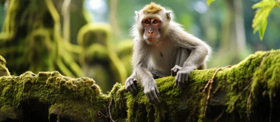 Poster Ubuds Monkey forest hosts a macaque © 2rogan