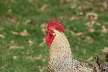 GALLO EN CAMPO
