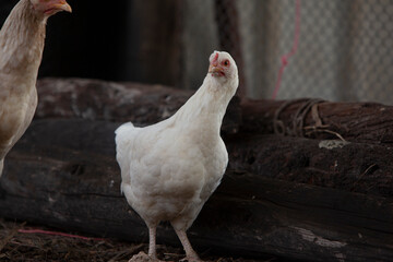GALLO EN CAMPO