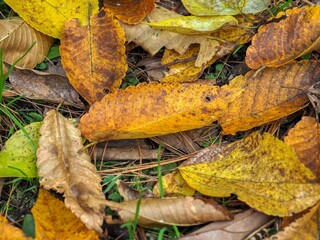 숲속의 가을 낙엽 배경