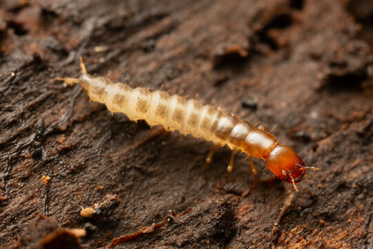 Rove beetle, Staphylinidae larva on aspen wood, extreme closeup with high magnifiction