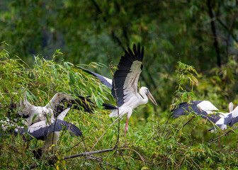 White stocks in widerness