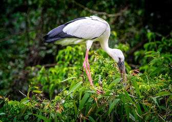 White stocks in widerness
