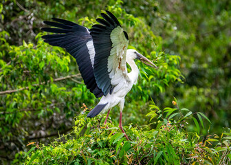 White stocks in widerness