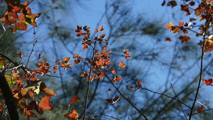 The park view with the fresh leaves on the trees in spring