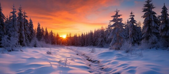 Forest at sunset during winter