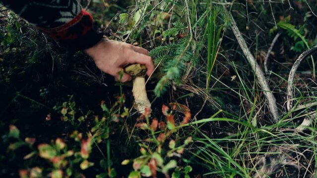 Harvesting Suillus Luteus in Indre Fosen, Norway - Close Up