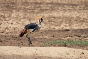 Wildlife of Lake  Nakuru, Kenya - Grey Crowned Crane