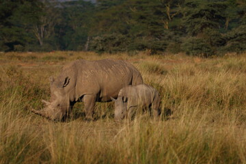 Fototapeta premium Wildlife of Lake Nakuru, Kenya