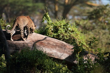 Wildlife of Lake  Nakuru, Kenya