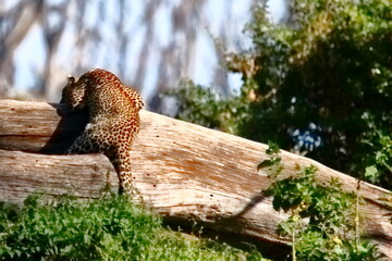 Wildlife of Lake  Nakuru, Kenya