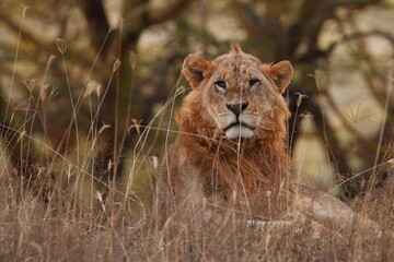 Wildlife of Lake  Nakuru, Kenya