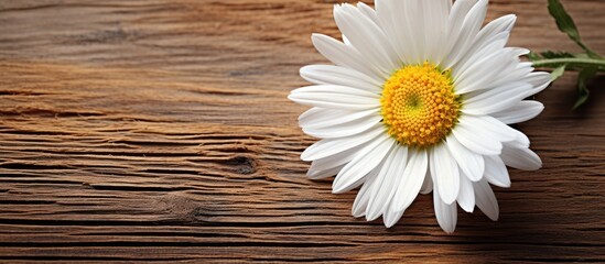 Isolated daisy closeup with wildflowers on wood surface