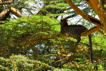 Wildlife of Lake  Nakuru, Kenya