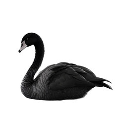 Side view, beautiful black swan isolated on transparent background. 