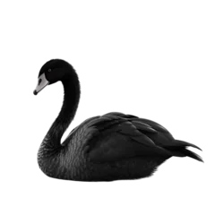Poster Side view, beautiful black swan isolated on transparent background.  © Naige
