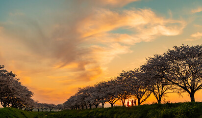 夕焼けに染まる草場川の桜並木