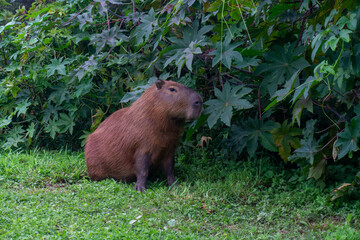 Capybara in the city park