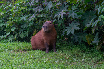 Capybara in the city park