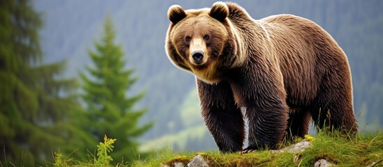 Romanias Carpathians are home to the European Brown Bear - obrazy, fototapety, plakaty
