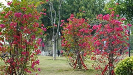 Naklejka premium The beautiful flowers blooming in the garden in spring