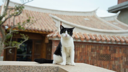 One cute cat living in the old village with the alerting eyes