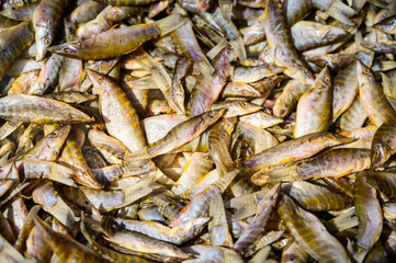 Sun dried fish